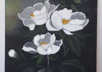 Pivoines Blanches