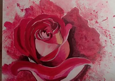 Eclosion d’une Rose